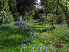 Bluebell View