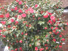 Red Camellia