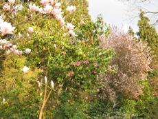 Pink Camellia