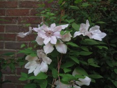 Clematis