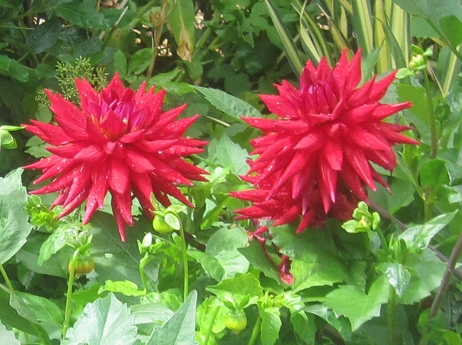 Dahlias