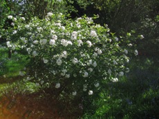 Flowering Shrub