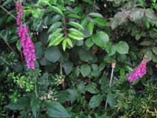 Foxgloves