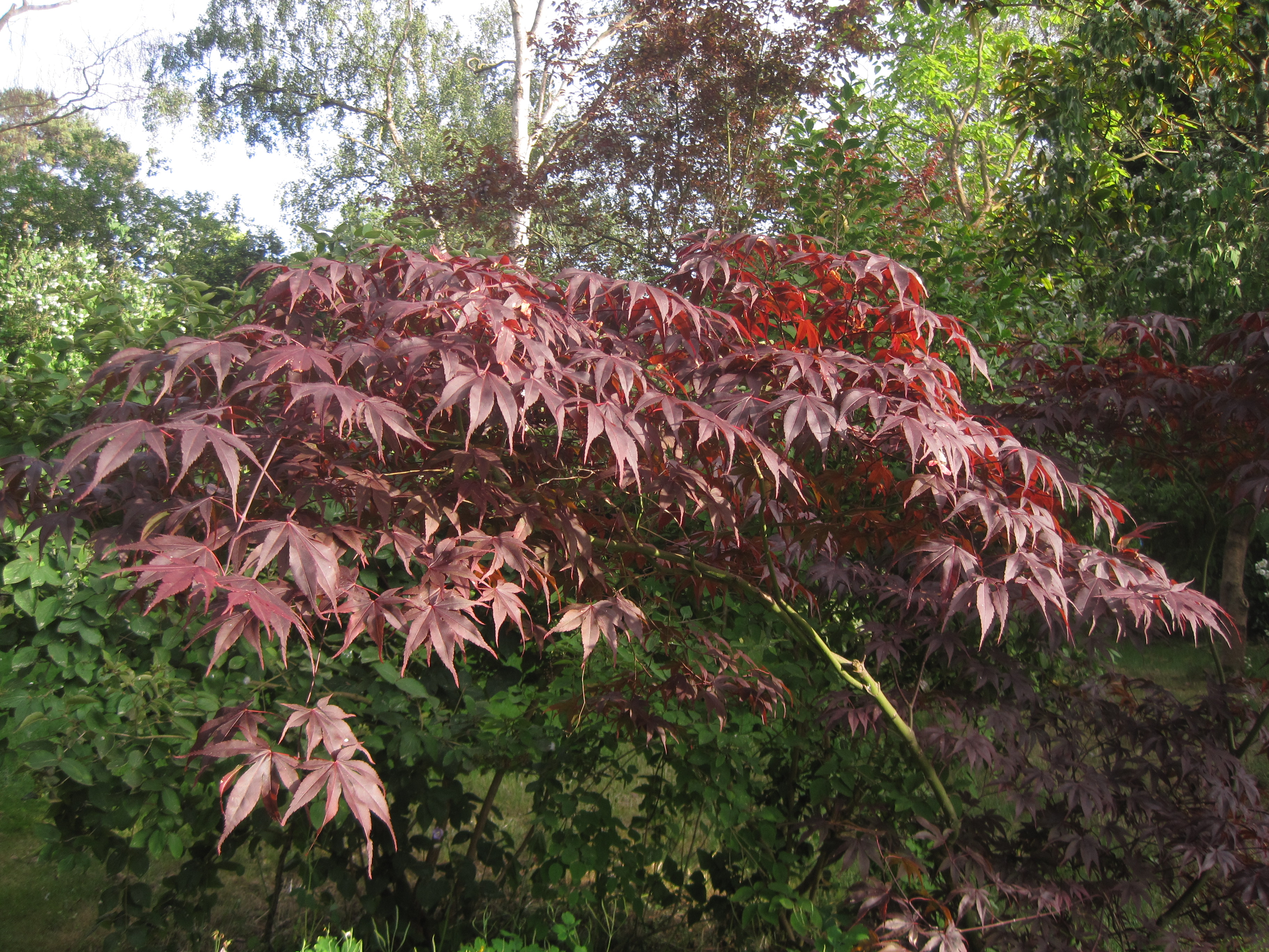 The Garden in June