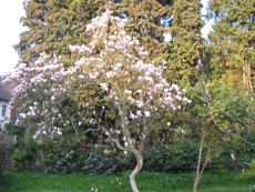 Magnolia