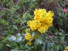 Oregon Grape