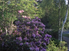 Rhododendron