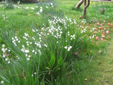 Spring Bulbs